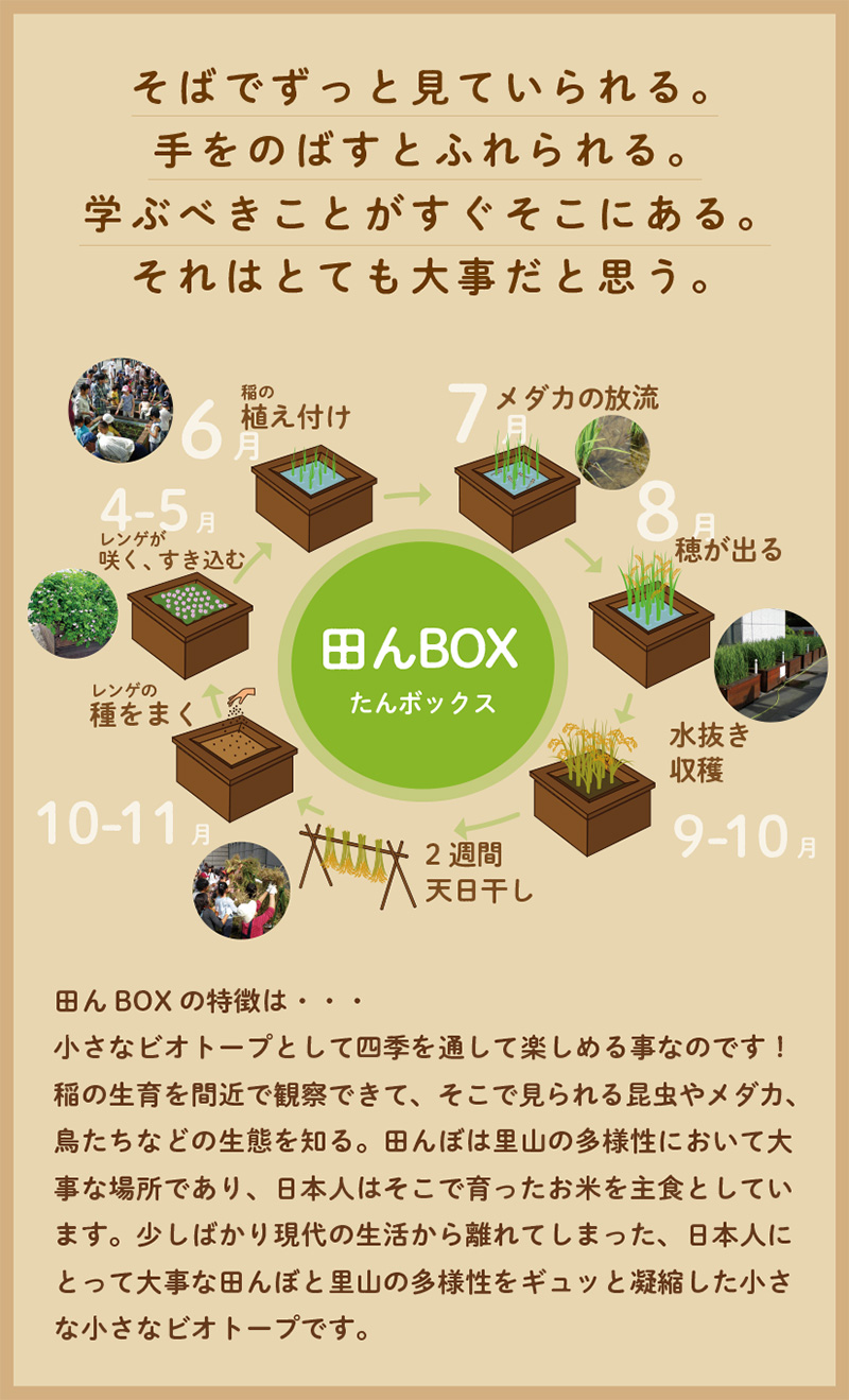 田んBOXの特徴は-小さなビオトープとして四季を通して楽しめる事なのです！稲の生育を間近で観察できて、そこで見られる昆虫やメダカ、鳥たちなどの生態を知る。田んぼは里山の多様性において大事な場所であり、日本人はそこで育ったお米を主食としています。少しばかり現代の生活から離れてしまった、日本人にとって大事な田んぼと里山の多様性をギュッと凝縮した小さな小さなビオトープです。